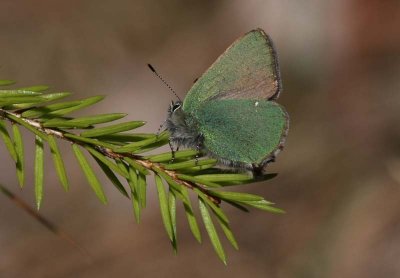 Green Hairstreak  Grnsnabbvinge  (Callophrys rubi)