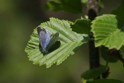Holly Blue  Tosteblvinge  (Celastrina argiolus)