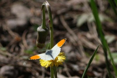 Orange Tip  Aurorafjril  (Antocharis cardamines)