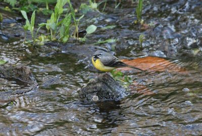 Grey Wagtail  Forsrla  (Motacilla cinerea)