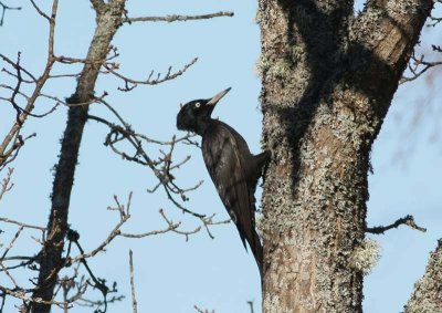 Black Woodpecker Spillkråka (Dryocopus martius)