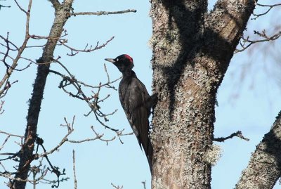 Black Woodpecker Spillkråka (Dryocopus martius)