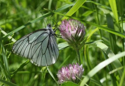 Black-veined White  Hagtornsfjril  (Aporia crataegi)