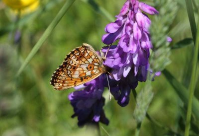 Small Pearl-bordered Fritillary   Brunflckig prlemorfjril  (Boloria selene)