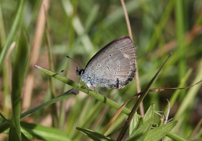 Small Blue  Mindre blvinge  (Cupido minimus)