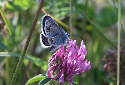 Common Blue  Puktrneblvinge  (Polyommatus icarus)