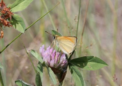 Essex Skipper  Mindre ttelsmygare  (Thymelicus lineola)