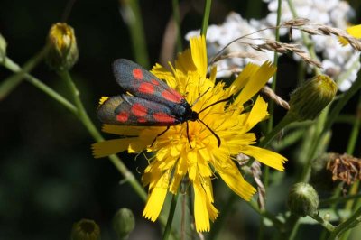 New forrest Burnet  Mindre bastardsvrmare  (Zygaena viciae)