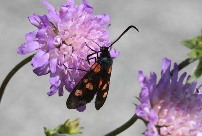 Narrow-bordered Five-spot Burnet  Bredbrmad bastardsvrmare  (Zygaena lonicerae)