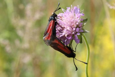 Klubbsprtad bastardsvrmare  (Zygaena minos)