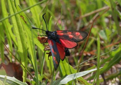 Six-spot Burnet  Sexflckig bastardsvrmare  (Zygaena filipendulae)