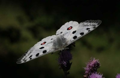 Apollo  Apollofjril  (Parnassius apollo)