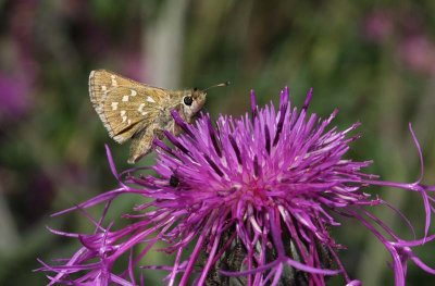 Silver-spotted Skipper  Silversmygare  (Hesperia comma)