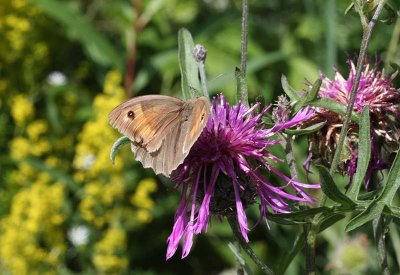 Meadow Brown  Slttergrsfjril  (Maniola jurtina)