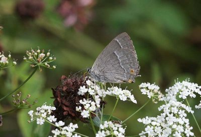 Purple Hairstreak  Eksnabbvinge  (Favonius quercus)