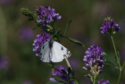 Bath White  Grnflckig vitfjril  (Pontia daplidice)