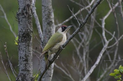 European Green Woodpecker Gröngöling (Picus viridis)