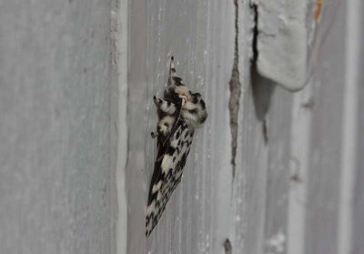 Black Arches  Barrskogsnunna  (Lymantria monacha)