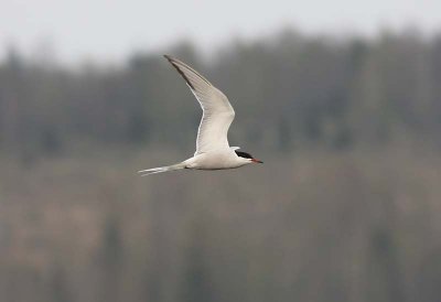 Common Tern  Fisktrna  (Sterna hirundo)