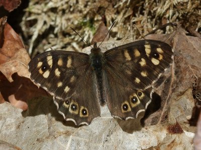 Speckled Wood  Kvickgrsfjril  (Pararge aegeria)