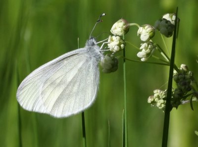 Wood White  Skogsvitvinge  (Leptidea sinapsis)