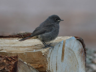 Black Redstart  Svart rdstjrt  (Phoenicurus ochruros)