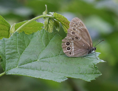 Woodland Brown  Drgrsfjril  (Lopinga achine)