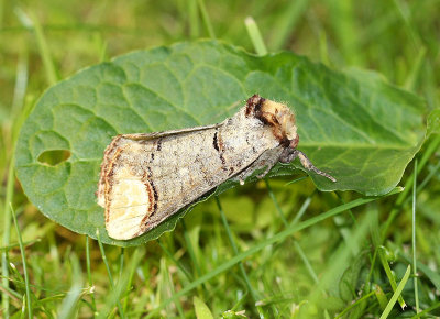 Buff-tip  Oxhuvudspinnare  (Phalera bucephala)