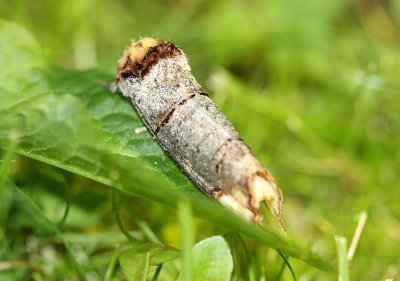 Buff-tip  Oxhuvudspinnare  (Phalera bucephala)