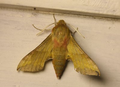 Small Elephant Hawk-moth  Liten snabelsvrmare  (Pergesa porcellus)