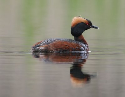 Horned Grebe Svarthakedopping (Podiceps auritus)