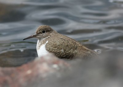 Common Sandpiper  Drillsnppa  (Actitis hypoleucos)