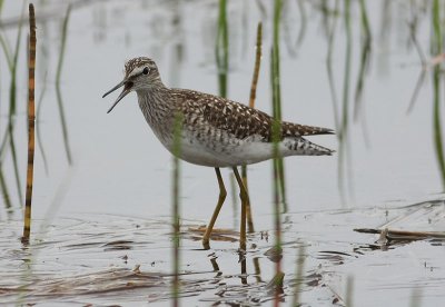 Wood Sandpiper  Grnbena  (Tringa glareola)
