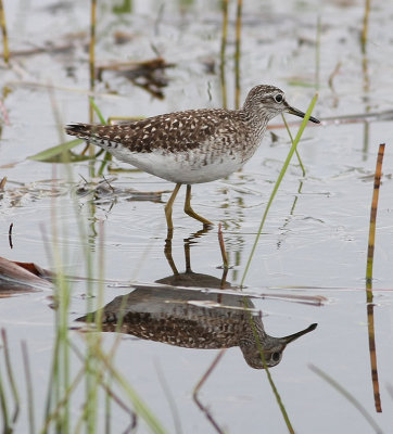 Wood Sandpiper  Grnbena  (Tringa glareola)