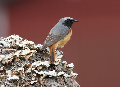 Common Redstart  Rdstjrt  (Phoenicurus phoenicurus)