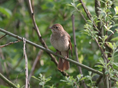 Thrush Nightingale  Nktergal  (Luscinia luscinia)