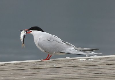 Common Tern  Fisktrna  (Sterna hirundo)