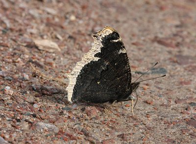 Camberwell Beauty  Sorgmantel  (Nymphalis antiopa)