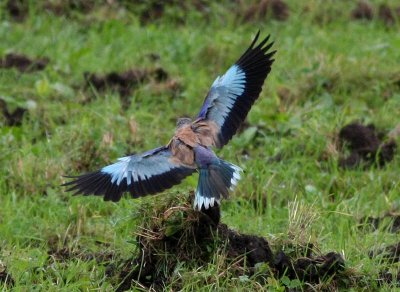 European Roller Blåkråka (Coracias garrulus)