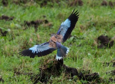 European Roller  Blkrka  (Coracias garrulus)