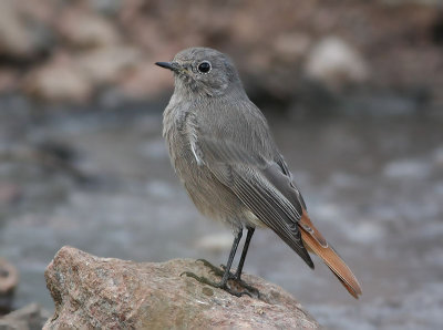 Black Redstart  Svart rdstjrt  (Phoenicurus ochruros) 2010