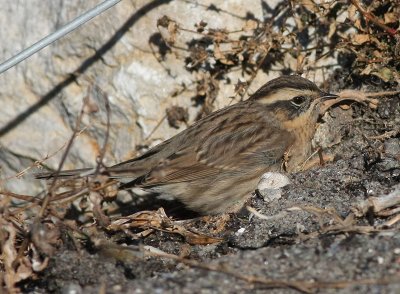 Black-throated Accentor Svartstrupig järnsparv (Prunella atrogularis)