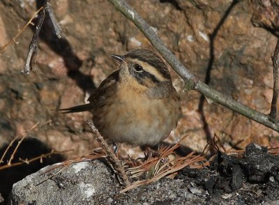 Black-throated Accentor  Svartstrupig jrnsparv  (Prunella atrogularis)