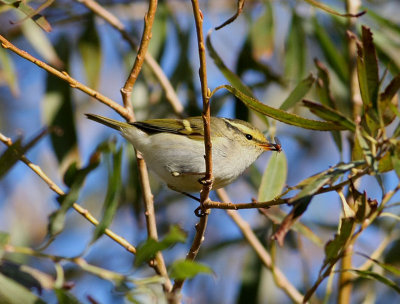 Pallas's Leaf Warbler  Kungsfgelsngare  (Phylloscopus proregulus)