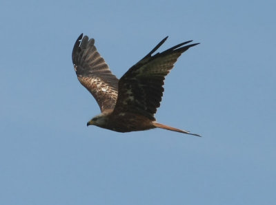 Red Kite  Rd glada  (Milvus milvus) 2010
