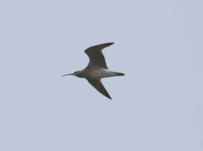 Whimbrel  Smspov  (Numenius phaeopus)