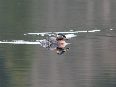 Red -necked Grebe  Grhakedopping  (Podiceps grisegena) 2010