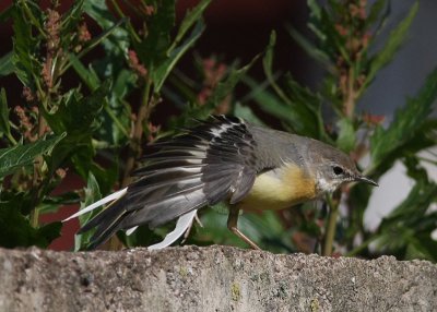 Grey Wagtail  Forsrla  (Motacilla cinerea)