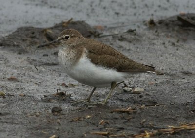 Common Sandpiper  Drillsnppa  (Actitis hypoleucos)