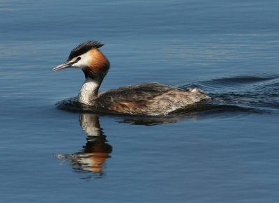 Great Crested Grebe Skäggdopping (Podiceps cristatus)